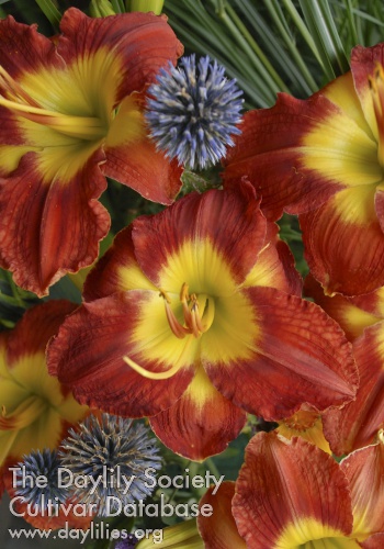 Daylily Passion for Red
